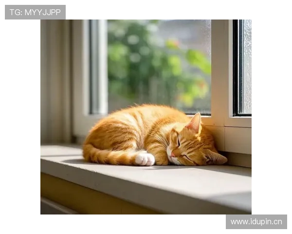 听说陈艺文家里连猫都比我工资高？真的假的？